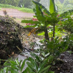 Grenada Rainforest