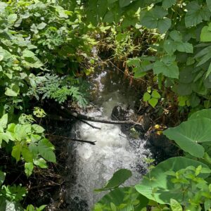 Grenada Rainforest Views